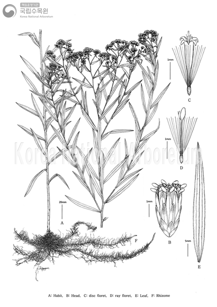 Plant Illustration Detailed View