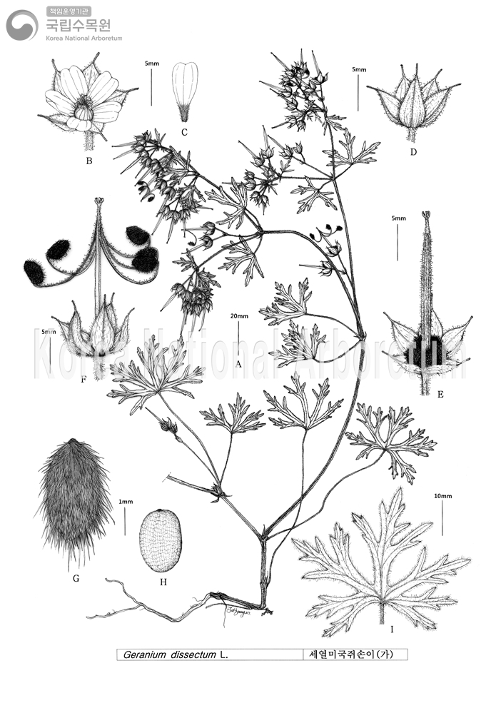 Plant Illustration Detailed View