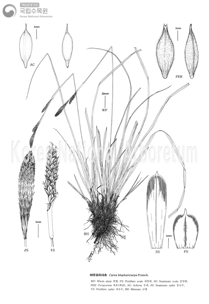 Plant Illustration Detailed View