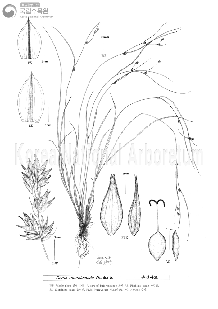 Plant Illustration Detailed View