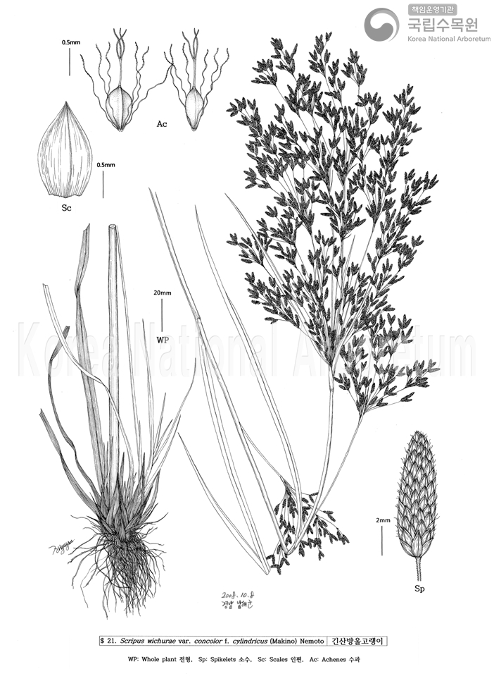 Plant Illustration Detailed View