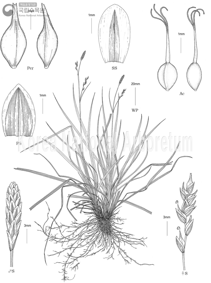 Plant Illustration Detailed View