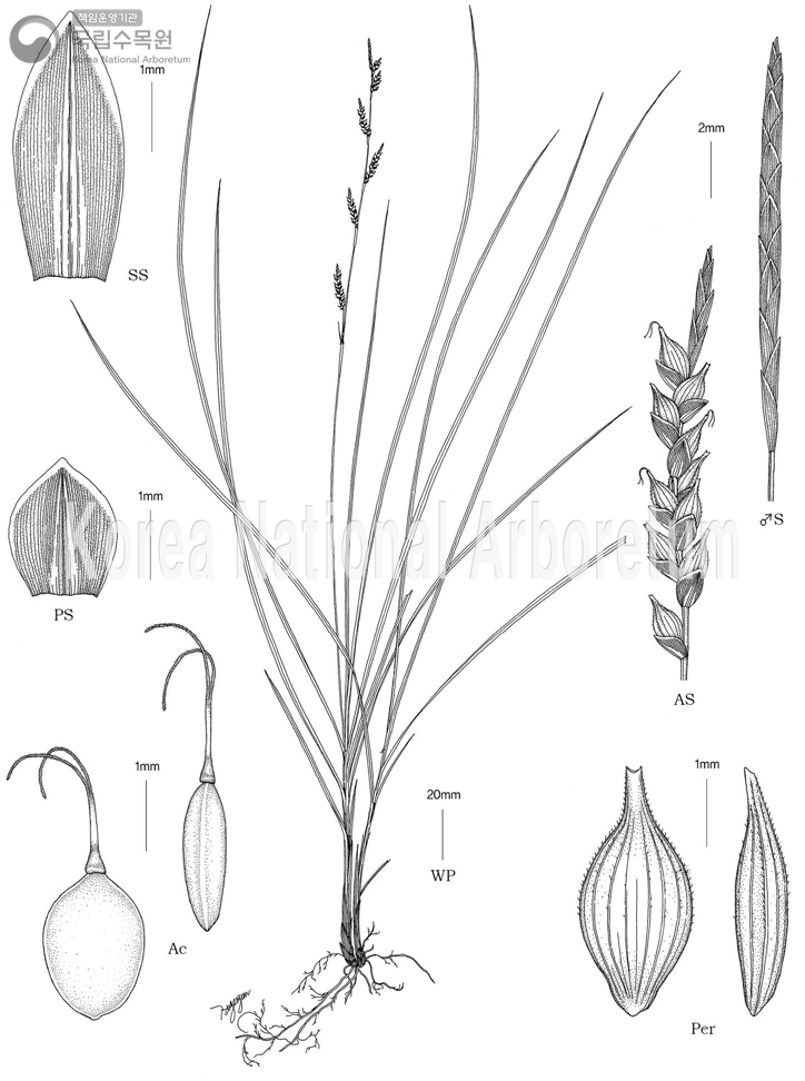 Plant Illustration Detailed View