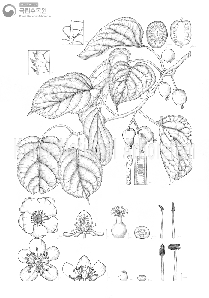 Plant Illustration Detailed View