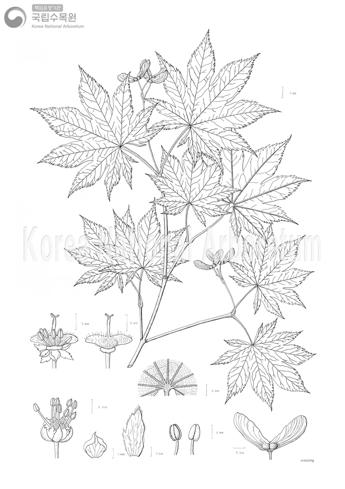 Plant Illustration Detailed View