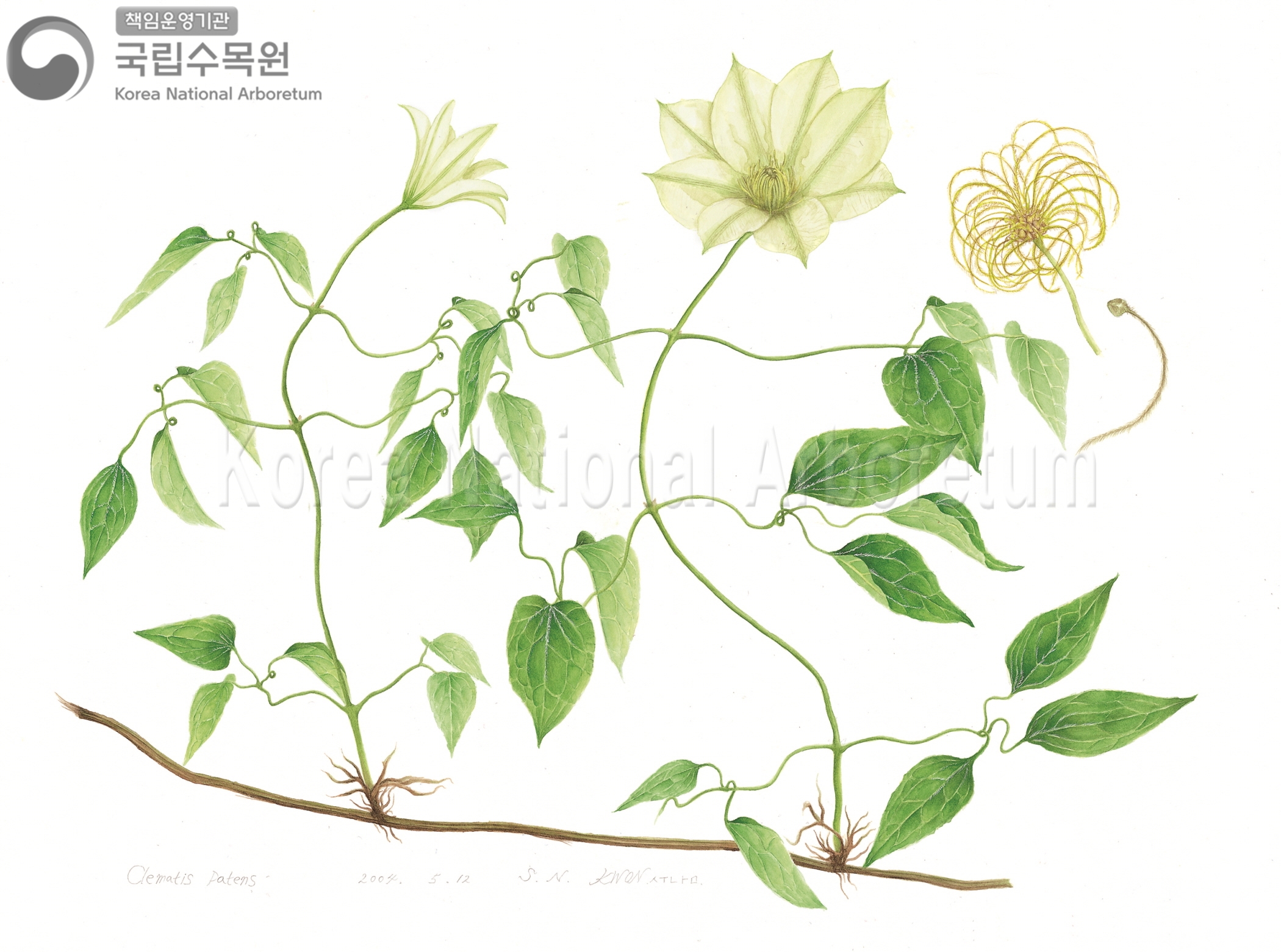 Plant Illustration Detailed View