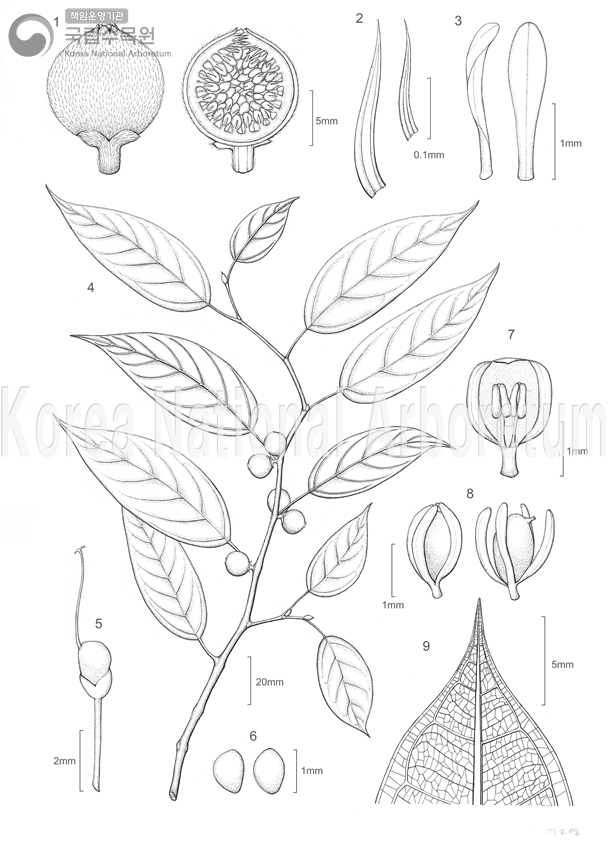 Plant Illustration Detailed View