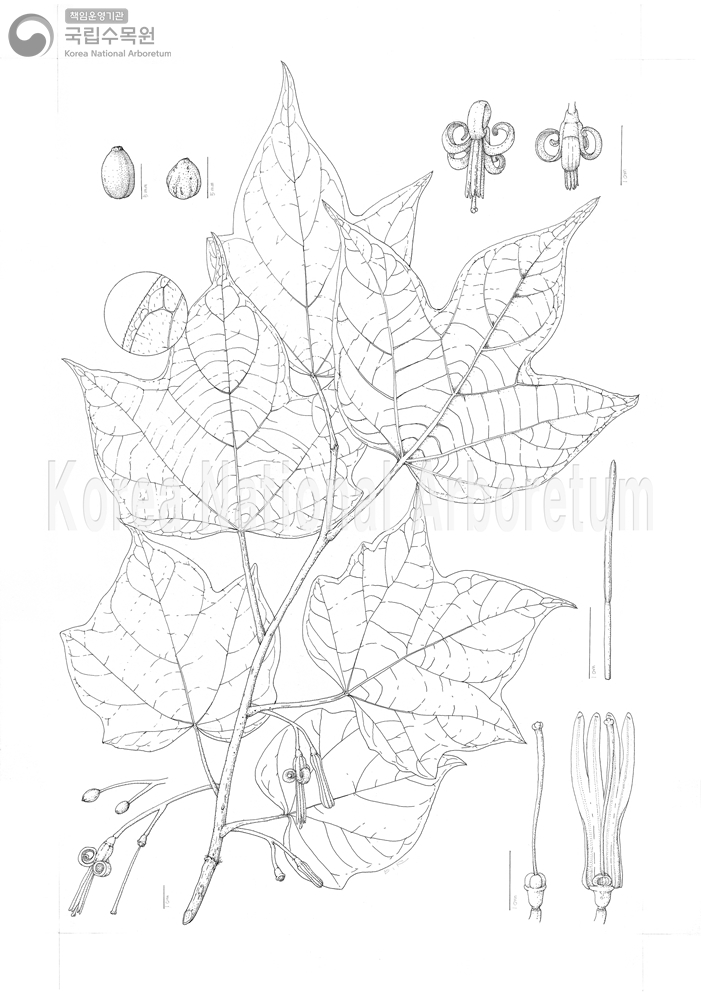 Plant Illustration Detailed View