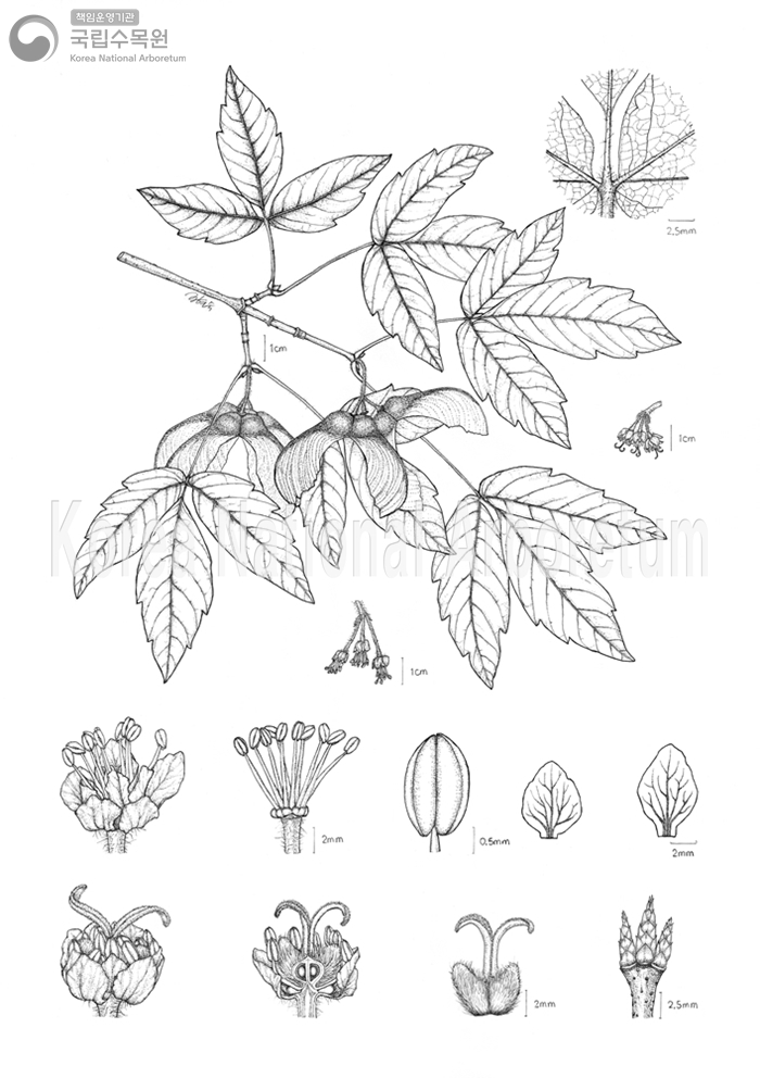 Plant Illustration Detailed View