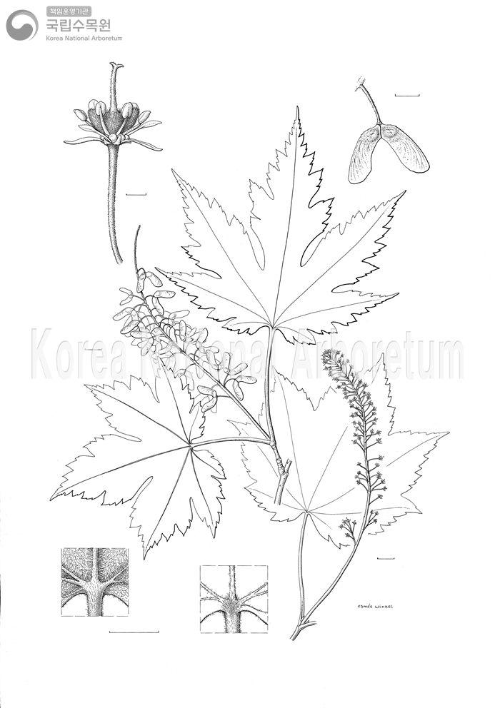 Plant Illustration Detailed View