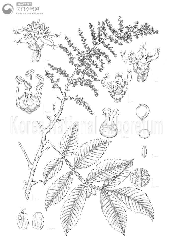 Plant Illustration Detailed View