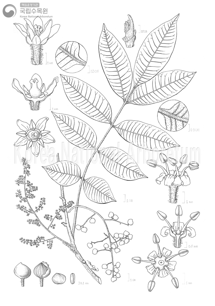 Plant Illustration Detailed View