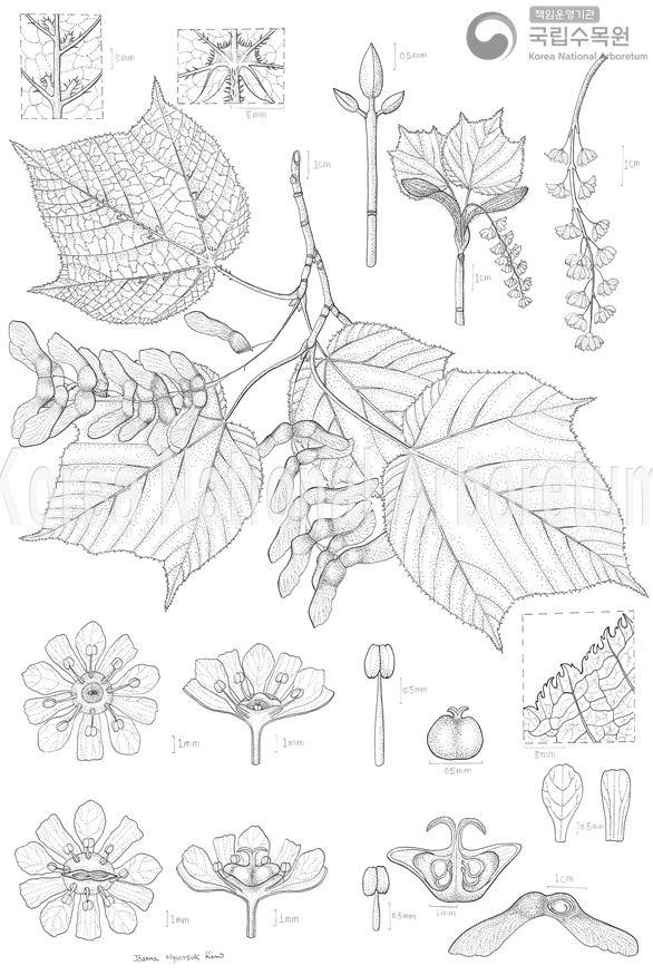 Plant Illustration Detailed View