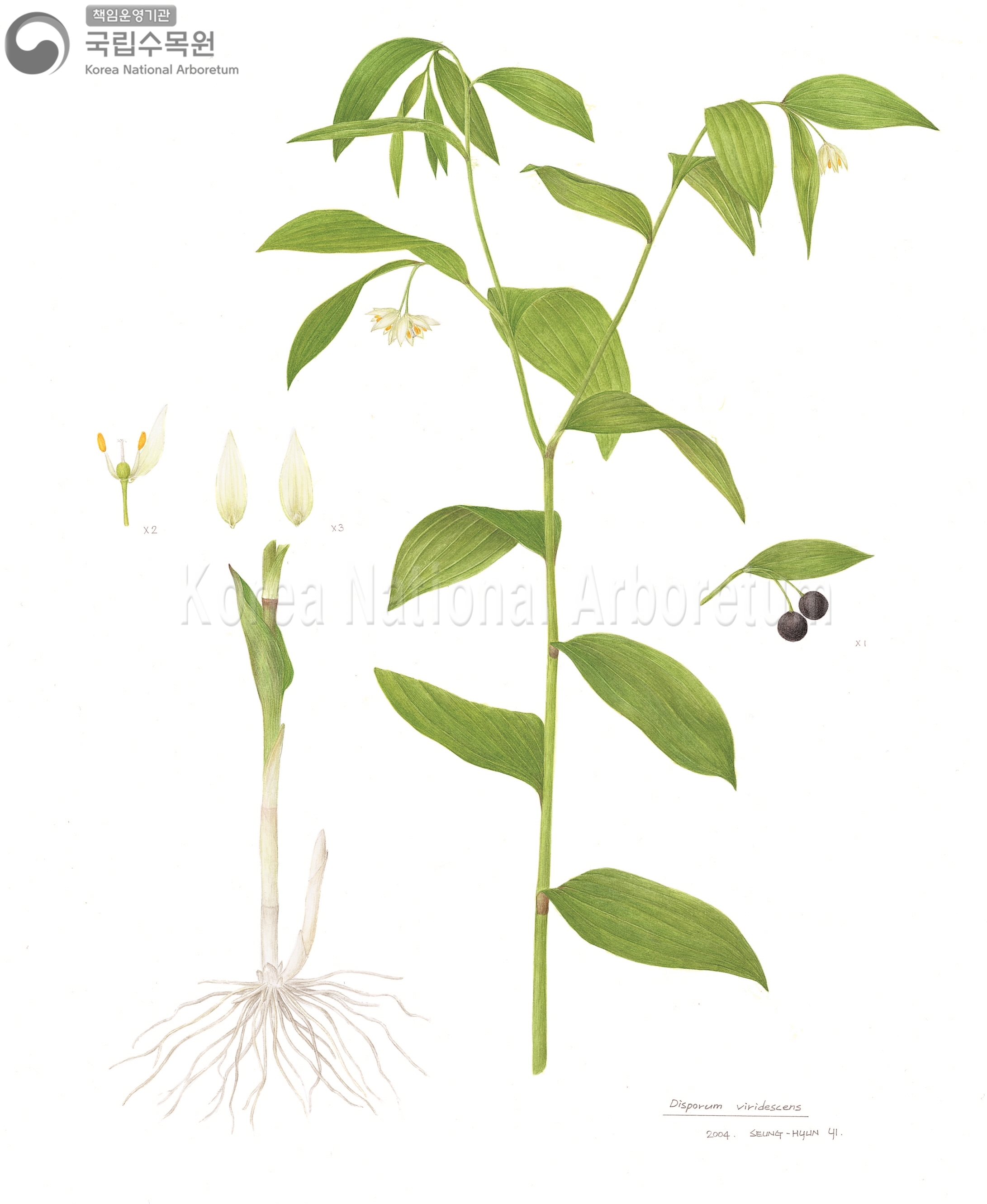 Plant Illustration Detailed View