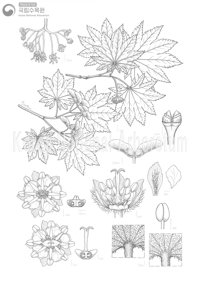 Plant Illustration Detailed View