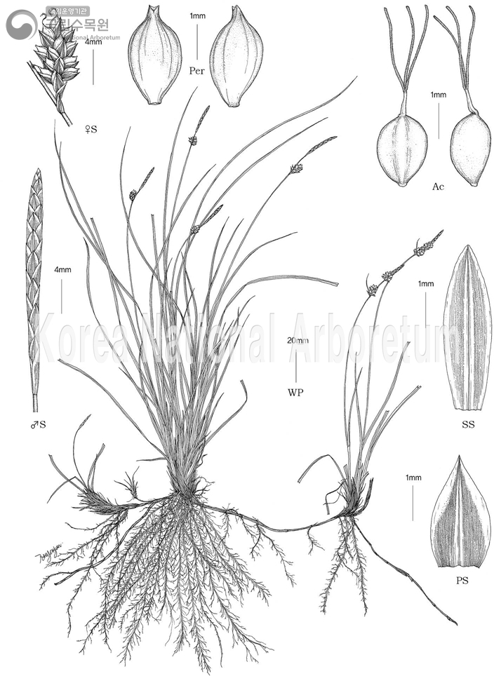 Plant Illustration Detailed View