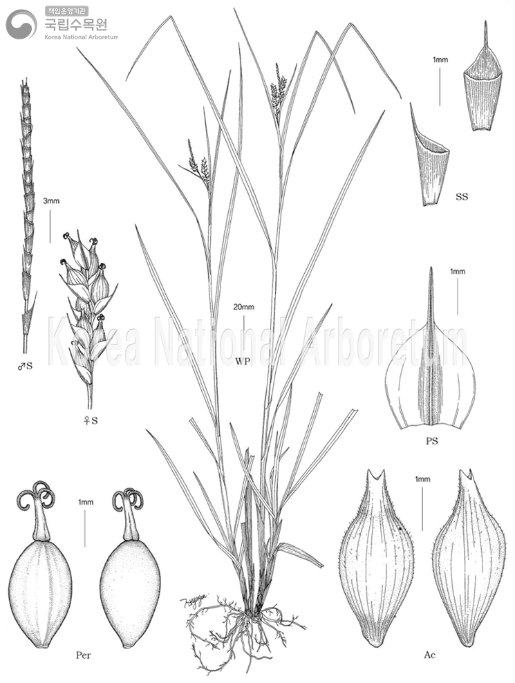 Plant Illustration Detailed View