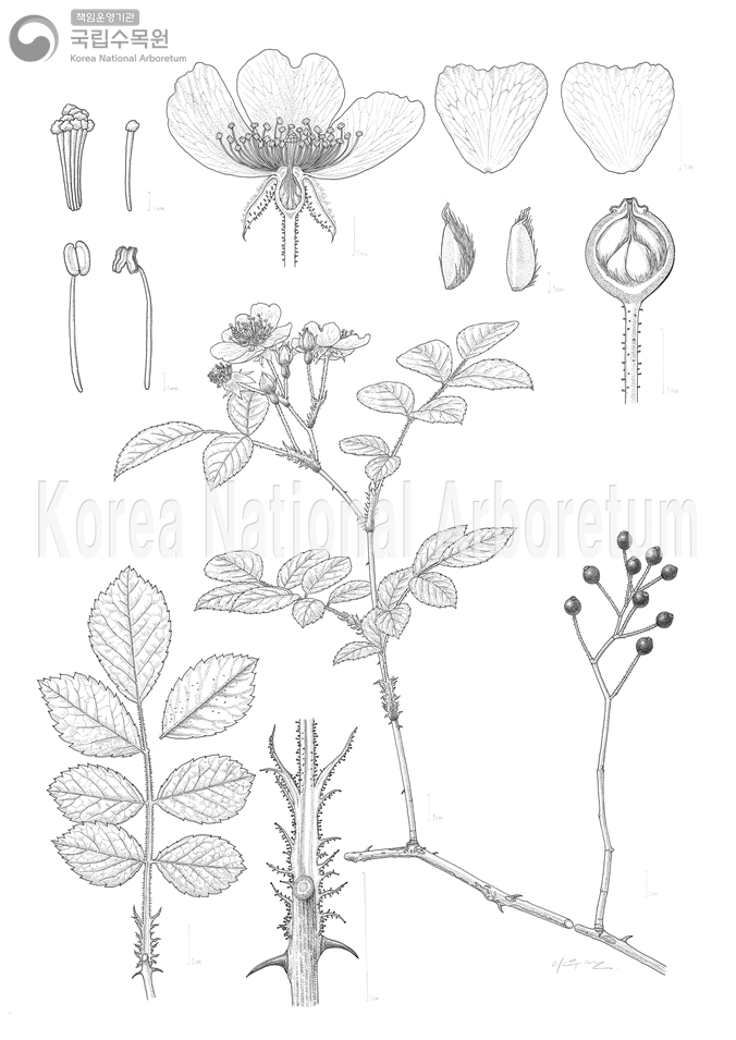 Plant Illustration Detailed View