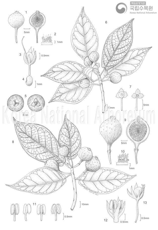 Plant Illustration Detailed View