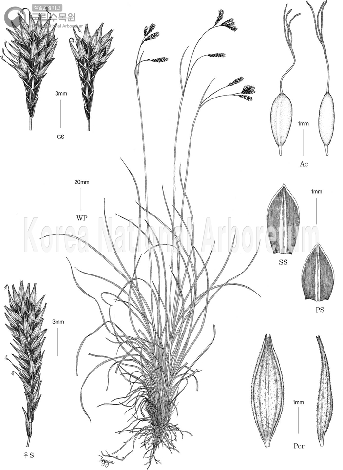 Plant Illustration Detailed View