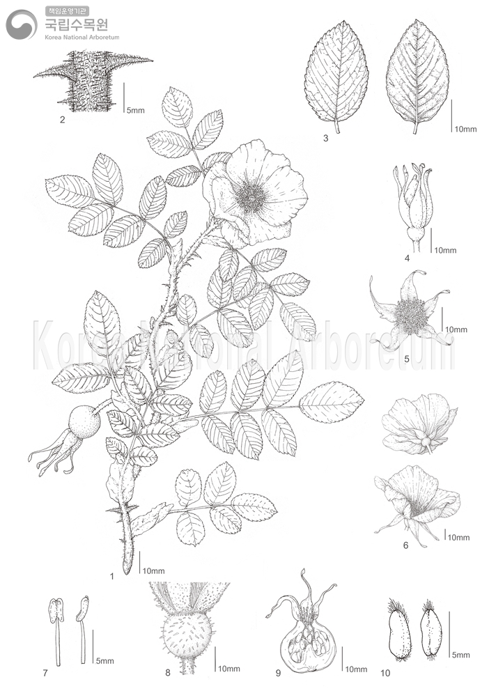 Plant Illustration Detailed View