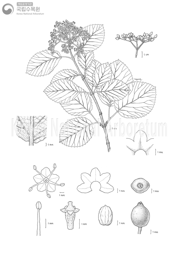 Plant Illustration Detailed View