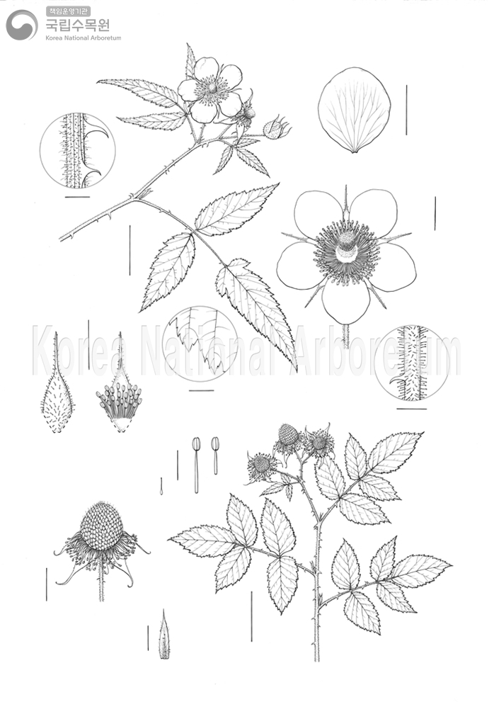 Plant Illustration Detailed View