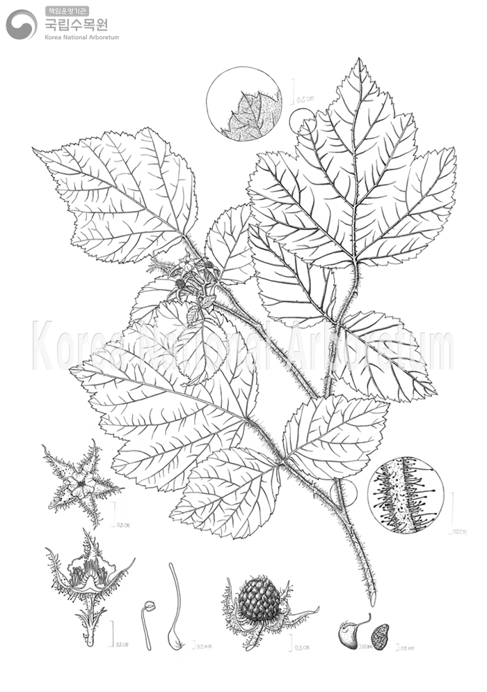 Plant Illustration Detailed View