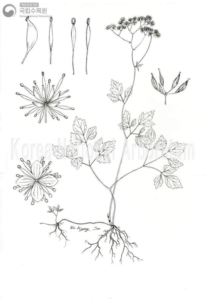 Plant Illustration Detailed View