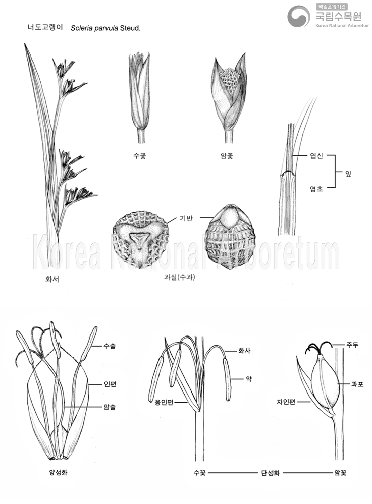 Plant Illustration Detailed View