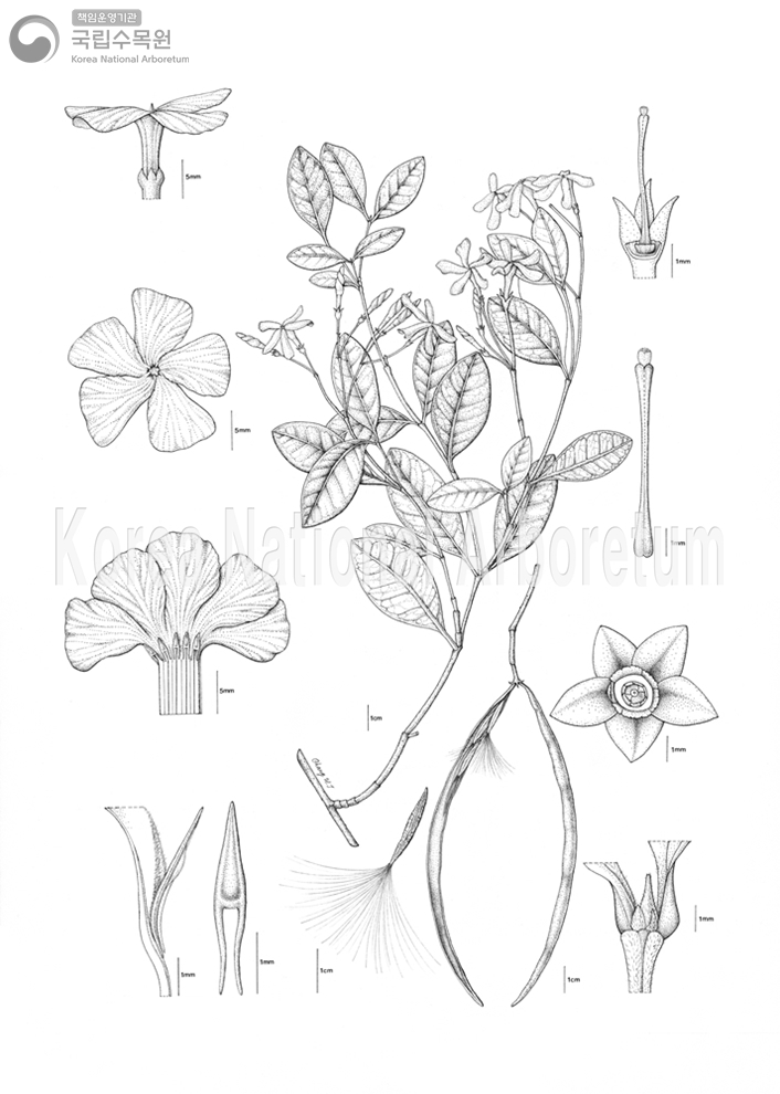 Plant Illustration Detailed View