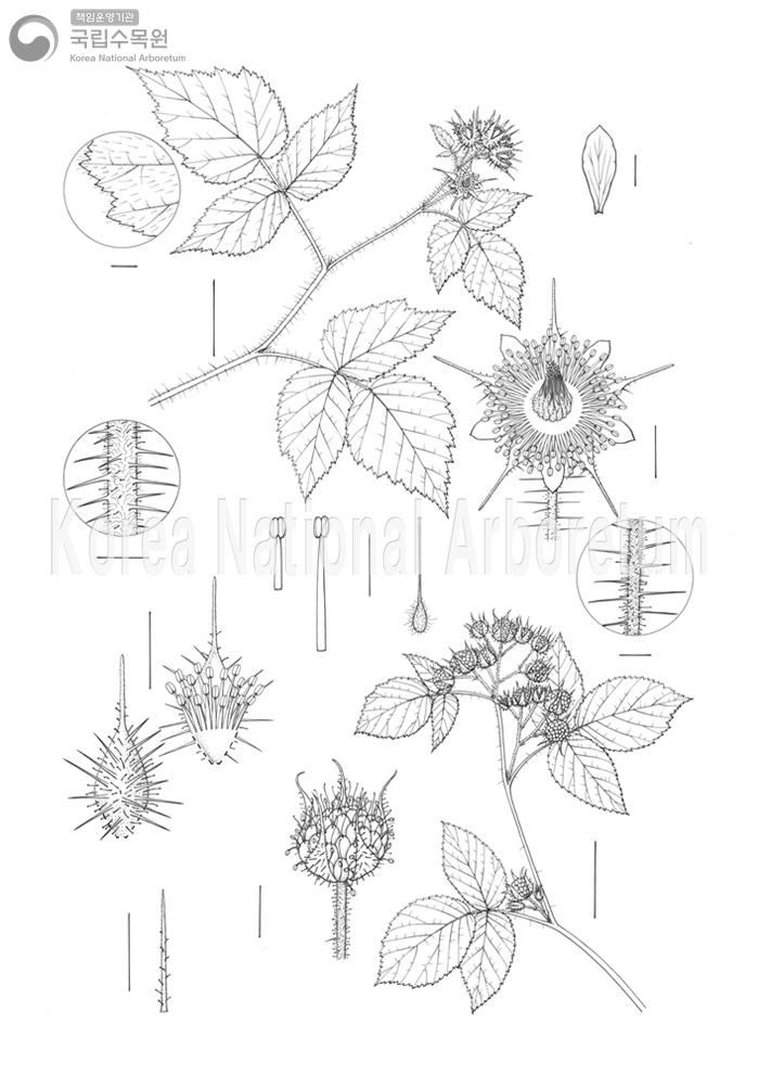 Plant Illustration Detailed View