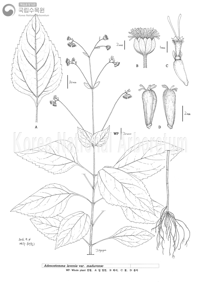 Plant Illustration Detailed View