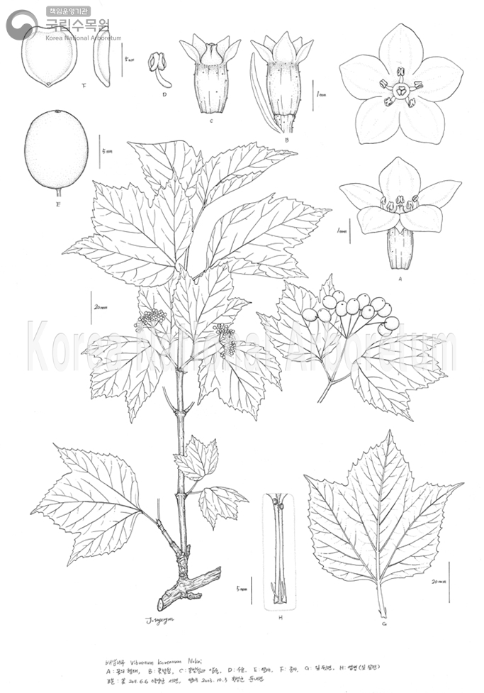 Plant Illustration Detailed View