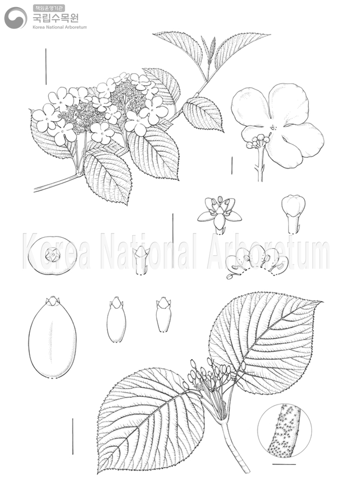 Plant Illustration Detailed View