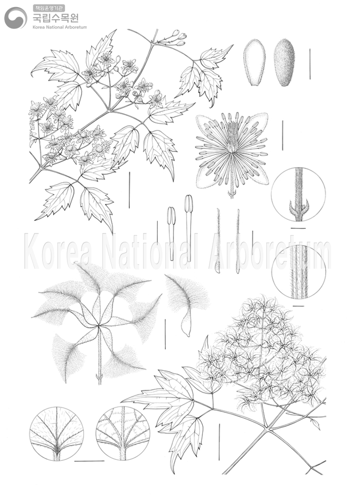 Plant Illustration Detailed View