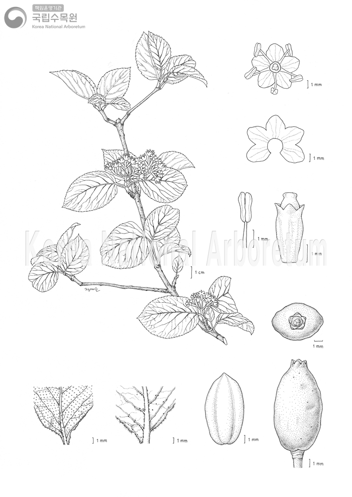 Plant Illustration Detailed View