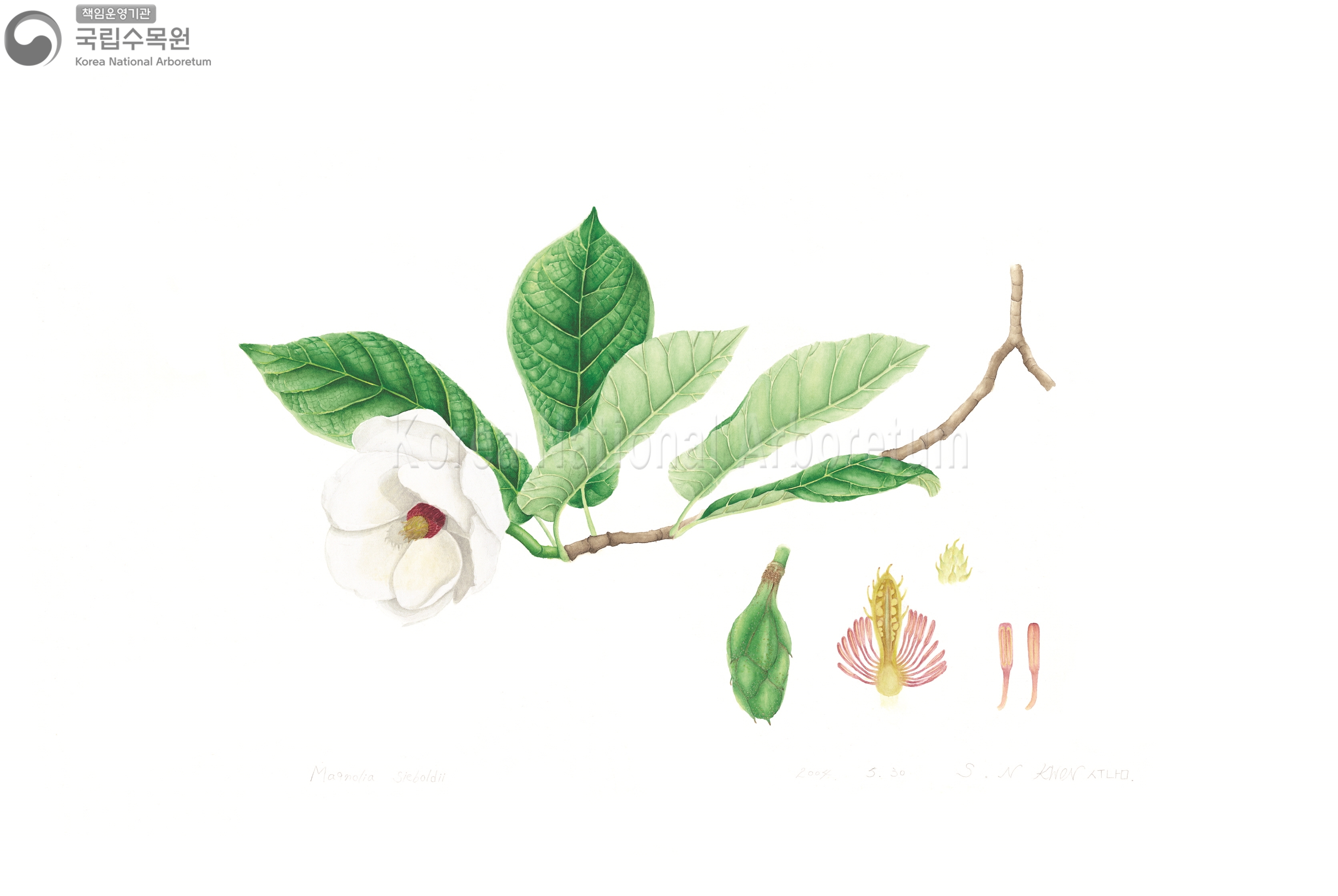 Plant Illustration Detailed View