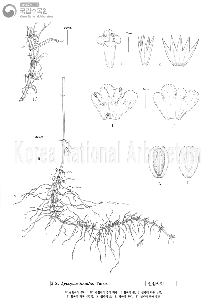 Plant Illustration Detailed View