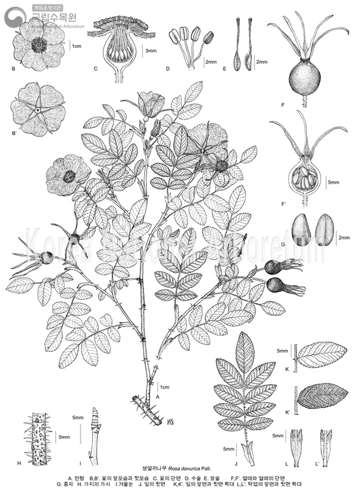 Plant Illustration Detailed View