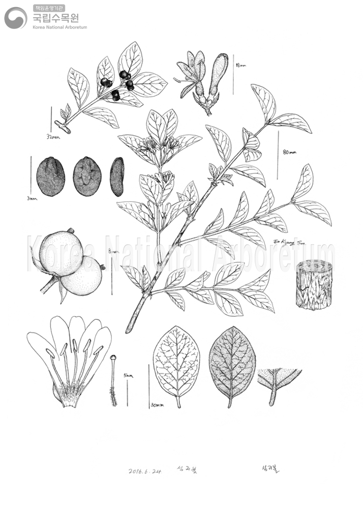 Plant Illustration Detailed View