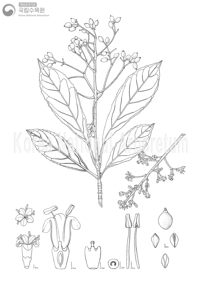 Plant Illustration Detailed View