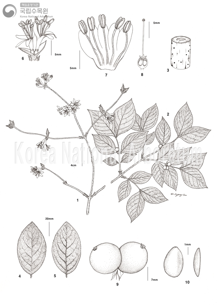 Plant Illustration Detailed View