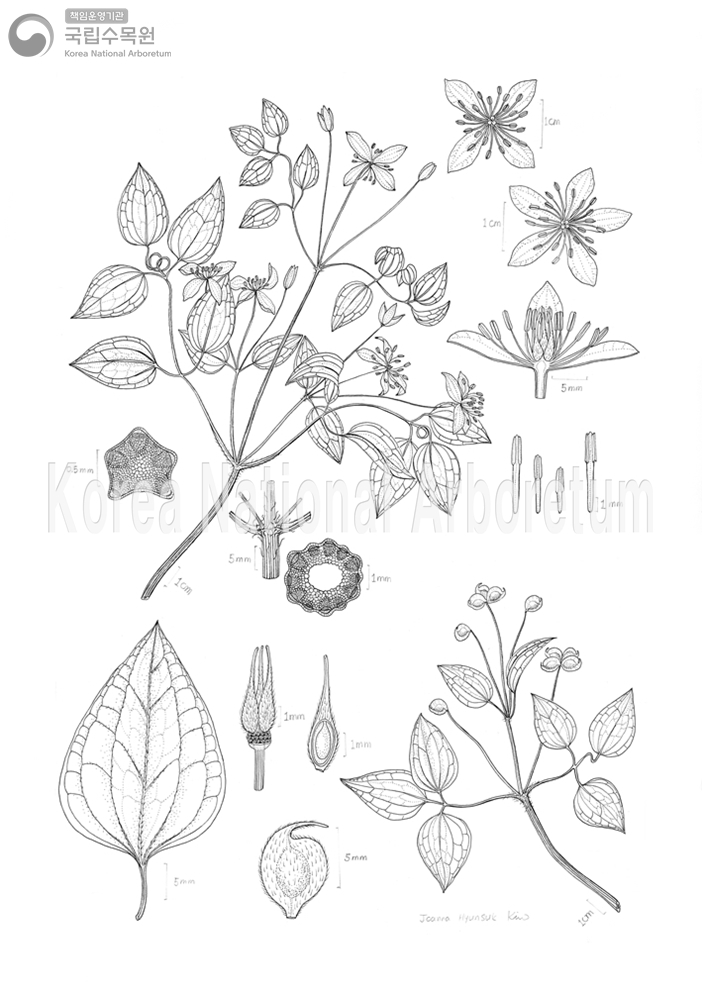 Plant Illustration Detailed View