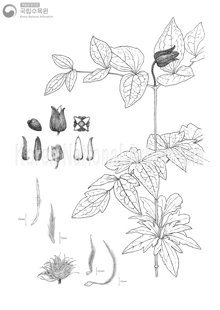 Plant Illustration Detailed View