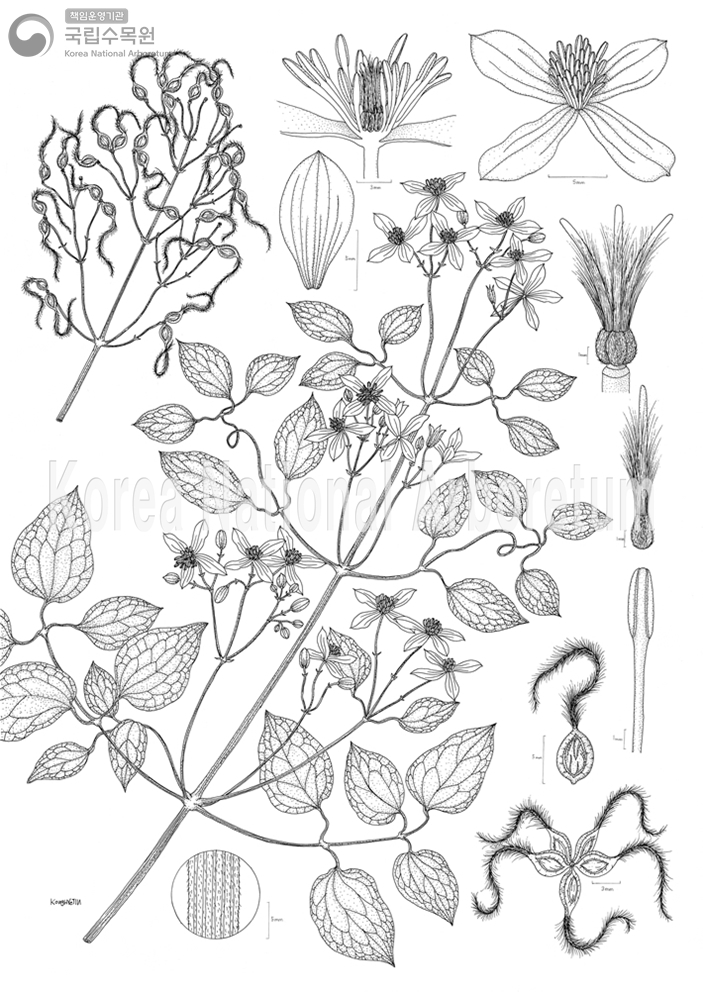 Plant Illustration Detailed View