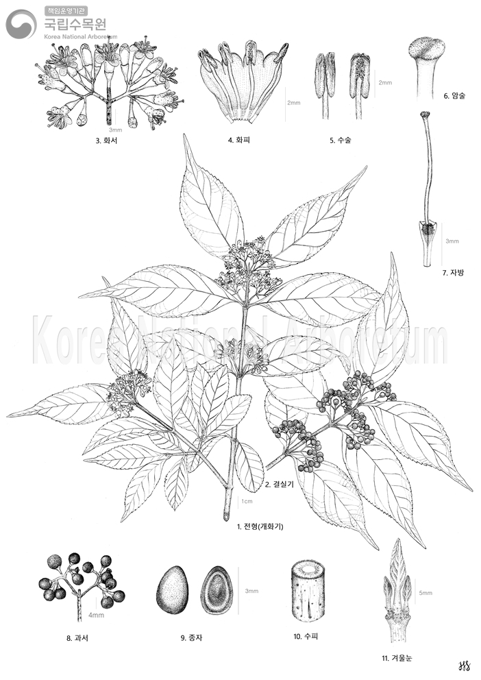 Plant Illustration Detailed View