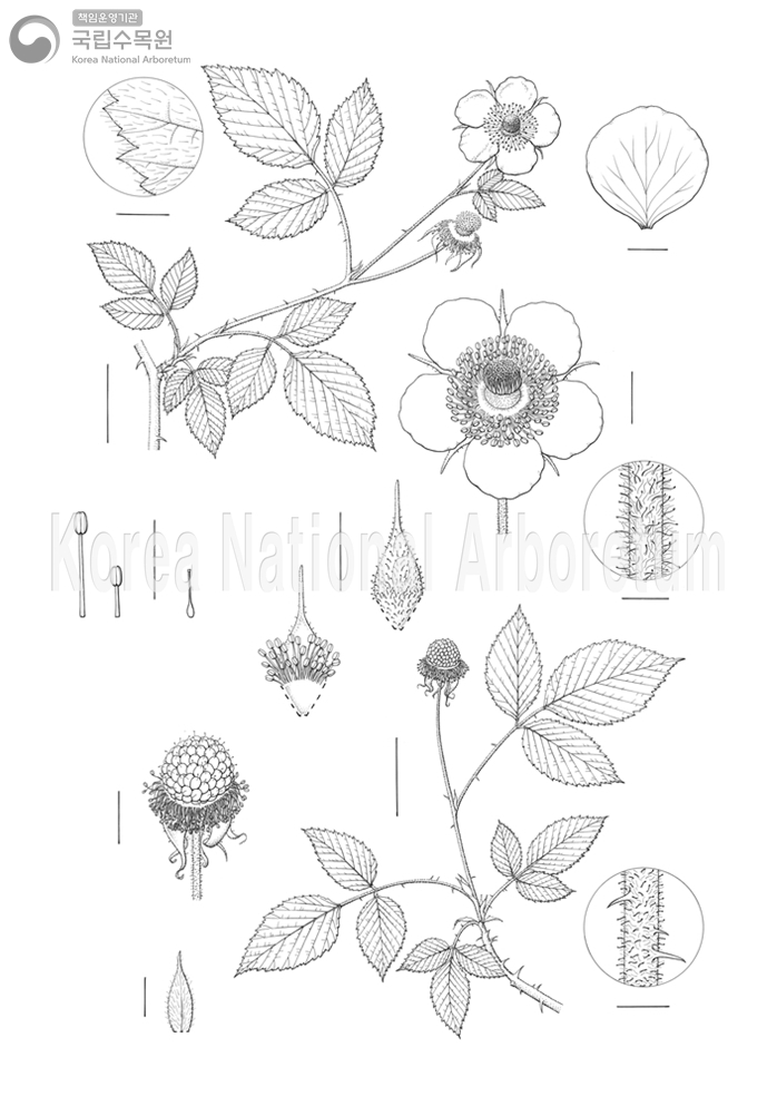 Plant Illustration Detailed View