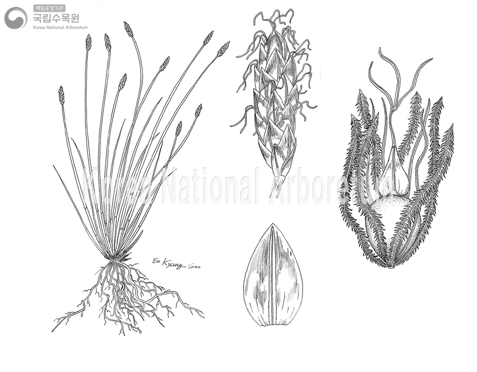 Plant Illustration Detailed View