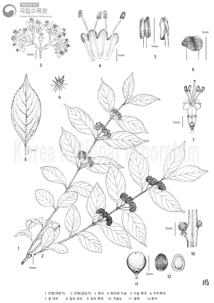 Plant Illustration Detailed View